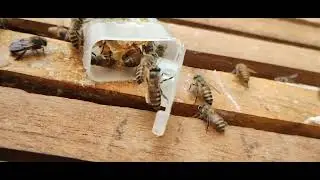 ಕನ್ಯಾರಾಣಿ #Newly introduced new Queen #Honeybee #Bee#Beekeeper's 