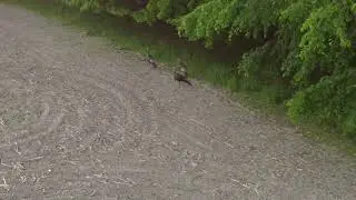 4k DRONE FOOTAGE how many inches is the BEARD on the turkey?