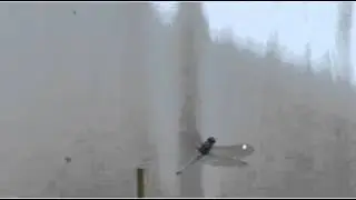 Dragonfly catching a fruitfly - slow motion