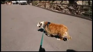Pet Friendly Attractions in Colorado Springs
