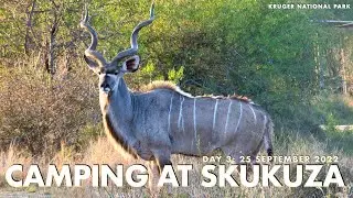 KRUGER PARK 2022 - DAY 3 - CAMPING AT SKUKUZA - SABLE ANTELOPE, LEOPARDS, LION & MORE