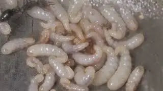 Myrmecia pyriformis colony: larvae, brood and worker activity #part1