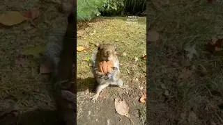 Pretty, Birdy Bird, Lilly and Max 🐦🐿️ #squirrelwhisperer #melgsbackyardsquirreling