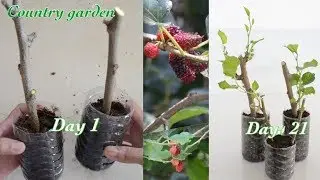 How to grow mulberry tree from cutting | Country garden