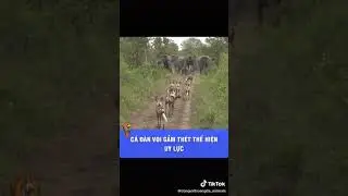 Lions Are King But Elephants Rule!
