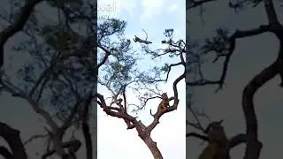 Cheetah vs Monkey😱 #viral  #shorts