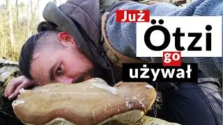 Piptoporus betulinus - czyli Białoporek brzozowy