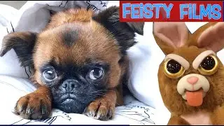 Feisty Puppy Compilation: Trixie Trashtalk Edition!