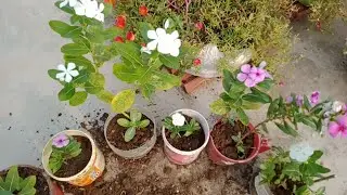 Empty colour container reuse ||Sadabahar flowers || Vinca Plants || Terrace Garden ||