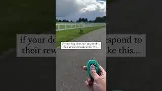 Let&rsquo;s change the way you train ⬇️ Clicker training is a fantastic way to mark and reinforce
