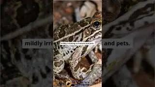 Poisonous Pickerel Frog