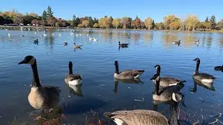 Geese Bathing And Feeding In Cottonwood Lake, California