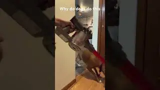 Why do dogs hate vacuums 🤣