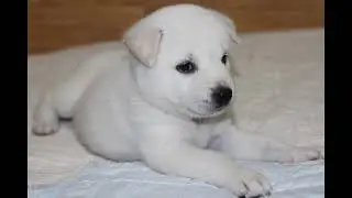 Can Puppies Eat Popcorn? The Crunchy Truth You Must Know!