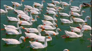 50  Long Neck Ducks  Swimming In The Open Water l The Beautiful View of Nature Water