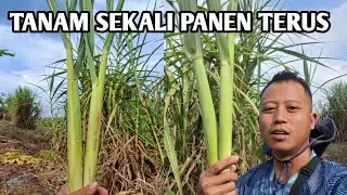 Tanam terubuk/ tebu telur mudah perawatan santai panen 3 hari sekali #terubuk #tebutelur 