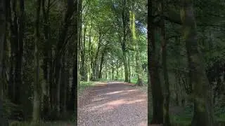 when it's sunshine at Deer Park Forest #forest #relaxing