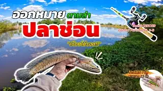 ออกหมายตามล่าปลาช่อน หมายคลองใหญ่ ด้วยชุดสไลด์UL เกือบไม่รอดครับน้าๆ #ตกปลาช่อน #เท็กซัสริก