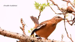 CALHANDRA-DE-TR&Ecirc;S-RABOS vocalizando, MIMUS-TRIURUS, White-banded Mockingbird, AVE RARA,