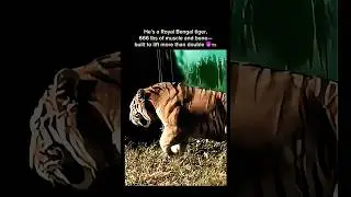 Royal Bengal Tiger: 666 lbs of Power