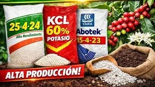Como lograr que el cafe logre más peso , mejor tamaño y mejor calidad #coffee #fertilización 