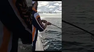Full video is 2 minutes of straight drag screaming. I&rsquo;m leaning towards shark #fishing #cooktown