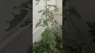 leaf 🍀🌿 eating problem #garden #shortsvideo #youtube #gardening #terracegarden #terrace #video #leaf