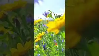 Capturing the Beauty of Stogumber Wildflower Meadow