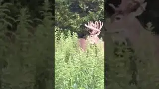 Found a tree to put a stand in !! #deerhunter #deerhunting #wildlife #hunting #deerhunt #deerwatch