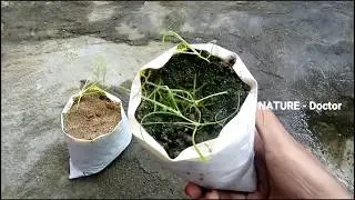 How To Grow Cumin Plant | From Seeds Easy To Way Grow At Home Cumin Jeera