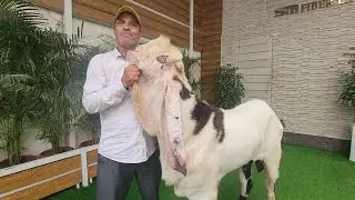 Amber Ki Nasal Kharidna Bohat Badi Baat Hai | Al Khalid Goat Farm Hyderabad.