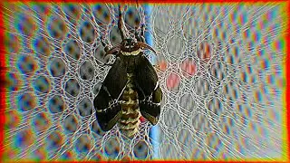 Moth in the making | Tree of Heaven Silkmoth hatches from cocoon | Timelapse | Samia ricini