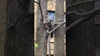 Spiderpuss #2