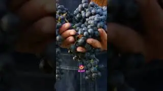The Grape Heart Protector Natural Antioxidant Support For Cardiovascular Health #grape #hearthealth