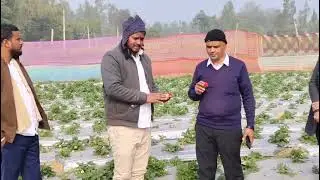 Farm fresh farm Visit strawberry introduse 
