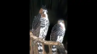 The Ornate Hawk Eagle was classified as a species of Least Concern