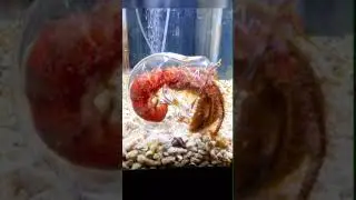 Watch Hermit Crab in Glass Shell #shorts #hermitcrab