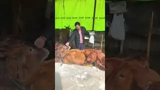 Small act, big blessings ✨🐄 #ytshorts #police #viral #simanishchaudhary