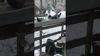 Birds from urban city.7.02.2026.
