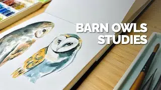 Barn Owls - Sketch & Watercolour Studies