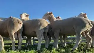 Janmac Poll Dorset & White Suffolk Stud