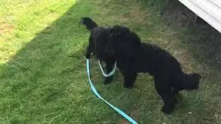 Black cockapoos