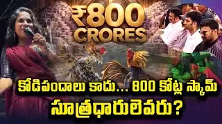 కోడిపందాలు కాదు... 800 కోట్ల స్కామ్  #sankranthi #kodipandalu #recordingdance #raghuramakrishnaraju