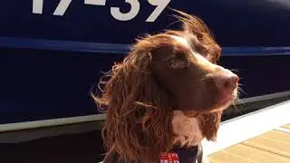 Lifeboat Dogs