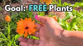 Saving Seeds For Zinnia Calendula Alyssum Geraniums