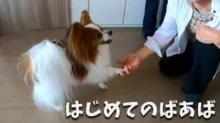 初めてばあばとご対面。ばあばのファインプレーですぐに仲良しになってくれました。#papillon #パピヨン