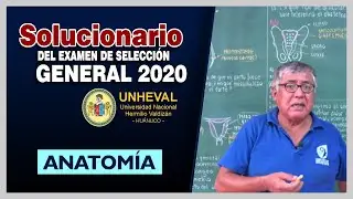 ✅Solucionario de Anatomía UNHEVAL 2020