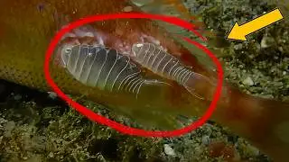 Морские вши: Паразит, который высасывает кровь Рыб 🐟