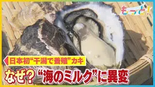 “海のミルク”に異変　日本初“干潟で養殖”のカキ