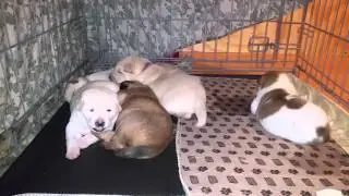 2 week old Carolina Dog puppies.